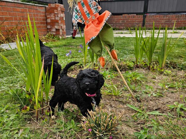 Cockapoo puppies ready 15th September for sale in Goole, East Riding of Yorkshire