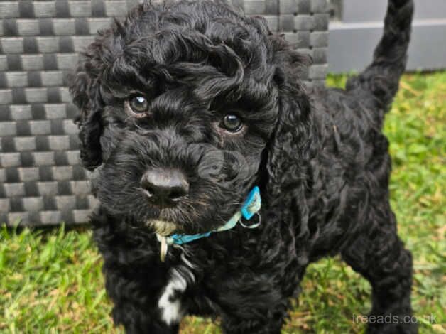 Cockapoo puppies ready 15th September for sale in Goole, East Riding of Yorkshire - Image 2