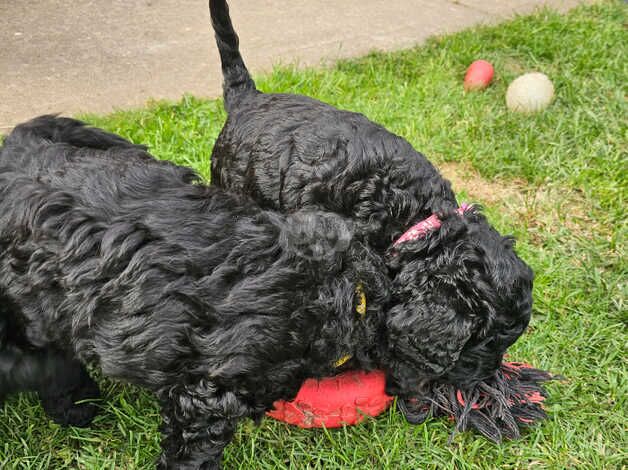 Cockapoo puppies ready 15th September for sale in Goole, East Riding of Yorkshire - Image 3