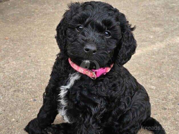 Cockapoo puppies ready 15th September for sale in Goole, East Riding of Yorkshire - Image 4