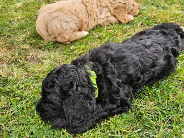 Cockapoo puppies ready 15th September for sale in Goole, East Riding of Yorkshire - Image 5