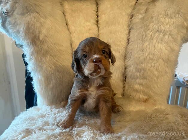 Cockapoo puppies ready 9th Nov for sale in Wisbech, Cambridgeshire