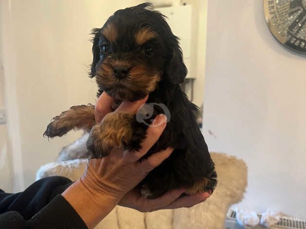 Cockapoo Puppies for sale in Cambridgeshire