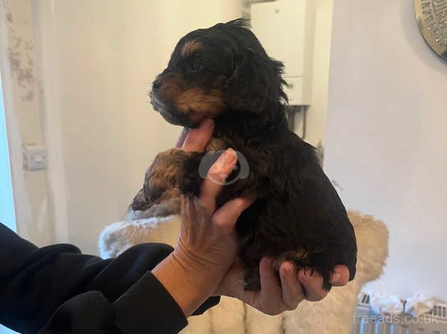 Cockapoo Puppies for sale