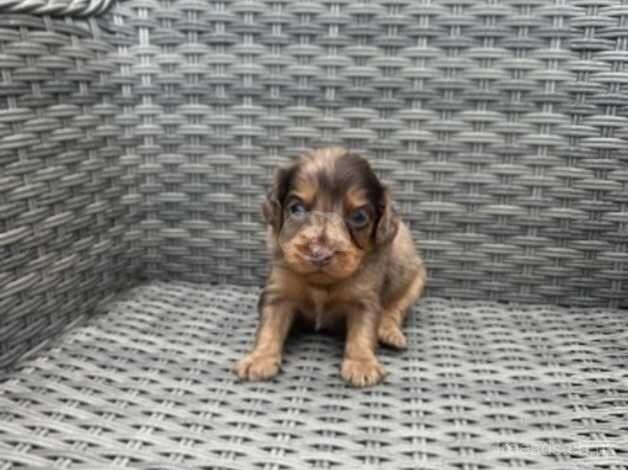 Cockapoo puppies ready in 3 weeks for sale in Wisbech, Cambridgeshire - Image 1