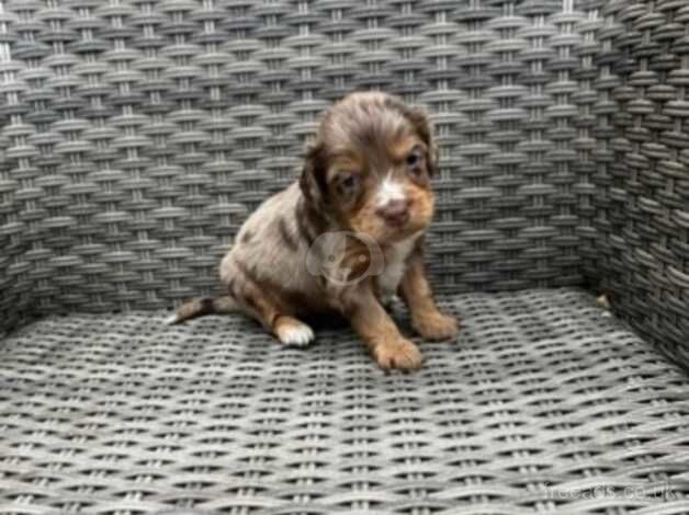 Cockapoo puppies ready in 3 weeks for sale in Wisbech, Cambridgeshire - Image 2