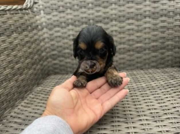 Cockapoo Puppies for sale in Cambridgeshire