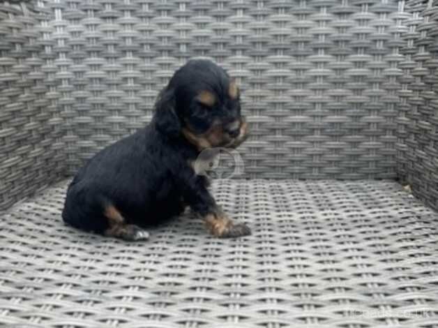 Cockapoo Puppies for sale