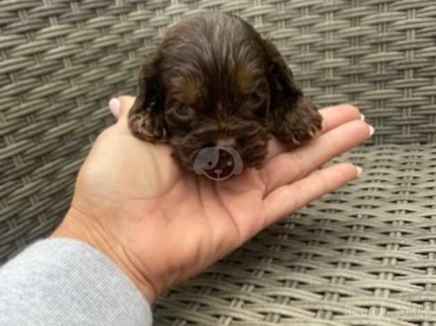 Cockapoo puppies ready in 3 weeks for sale in Wisbech, Cambridgeshire - Image 5