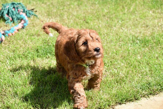 Cockapoo Puppies Ready Now. for sale in Skegness, Lincolnshire - Image 1