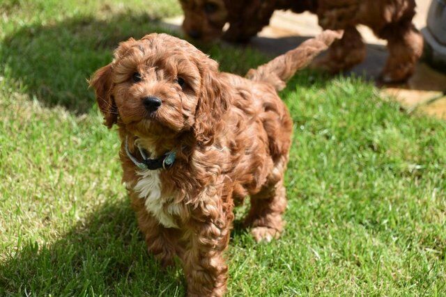 Cockapoo Puppies Ready Now. for sale in Skegness, Lincolnshire - Image 2