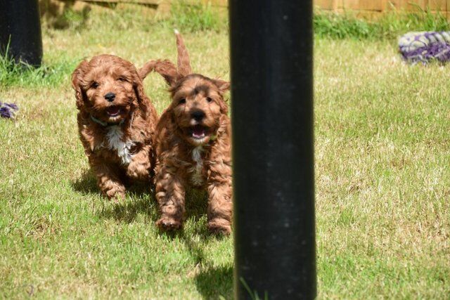 Cockapoo Puppies Ready Now. for sale in Skegness, Lincolnshire - Image 4