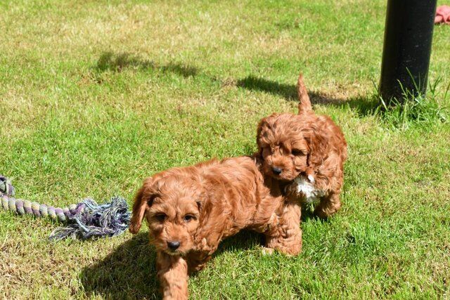 Cockapoo Puppies Ready Now. for sale in Skegness, Lincolnshire - Image 5