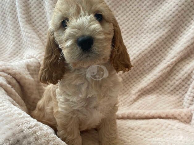 Cockapoo puppies. Ready now. for sale in Holyhead/Caergybi, Isle of Anglesey