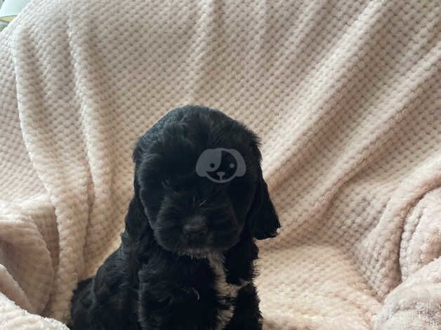 Cockapoo puppies. Ready now. for sale in Holyhead/Caergybi, Isle of Anglesey - Image 3