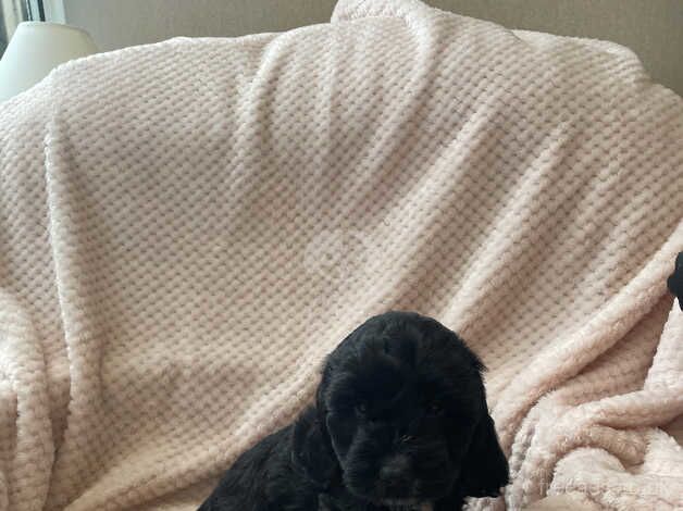 Cockapoo puppies. Ready now. for sale in Holyhead/Caergybi, Isle of Anglesey - Image 5