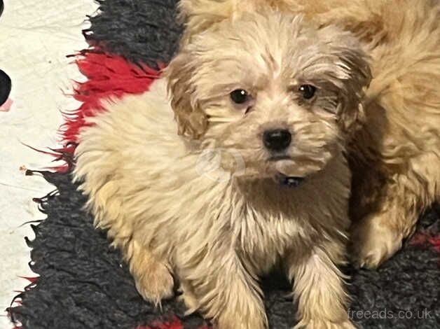 Cockapoo puppies ready now for sale in Lincoln, Lincolnshire