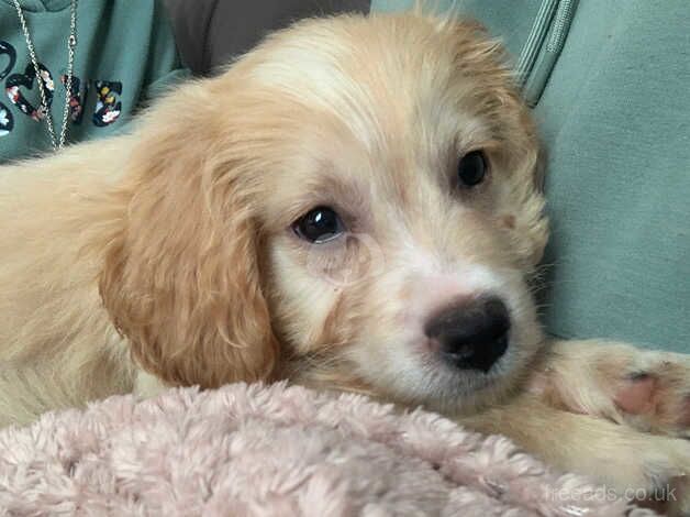 Cockapoo puppies ready now for sale in Lincoln, Lincolnshire - Image 2