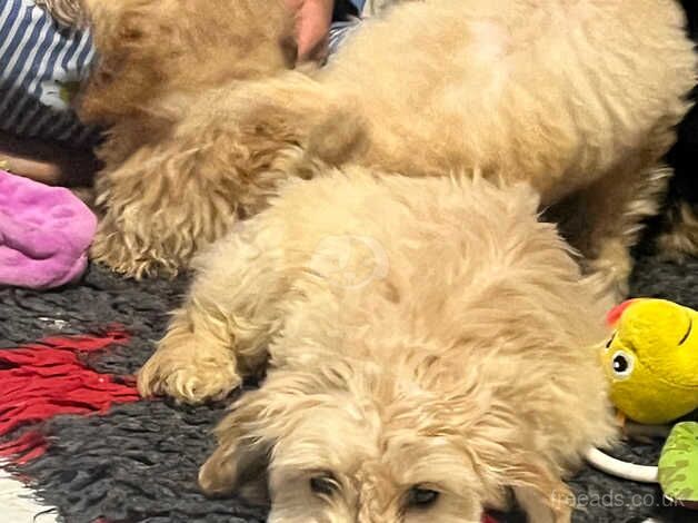 Cockapoo Puppies for sale in Lincolnshire