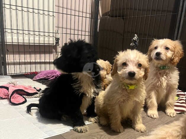 Cockapoo puppies ready now for sale in Lincoln, Lincolnshire - Image 5