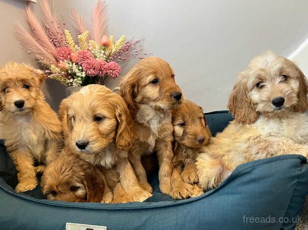 Cockapoo Puppies Ready Now for sale in Norwich, Norfolk - Image 1