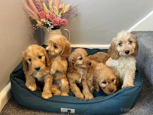 Cockapoo Puppies Ready Now for sale in Norwich, Norfolk - Image 2