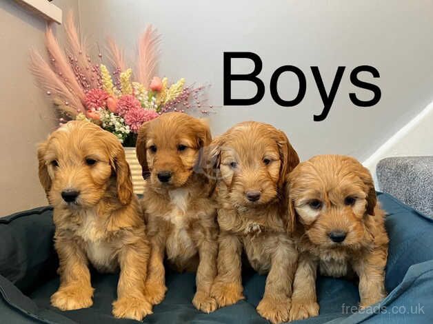 Cockapoo Puppies Ready Now for sale in Norwich, Norfolk - Image 3