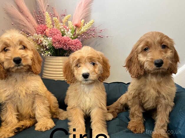 Cockapoo Puppies Ready Now for sale in Norwich, Norfolk - Image 4