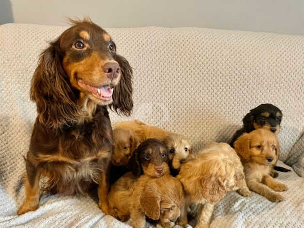 Cockapoo Puppies Ready Now for sale in Norwich, Norfolk - Image 5