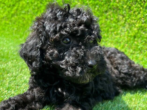 Cockapoo puppies ***READY NOW*** for sale in Southampton, Hampshire