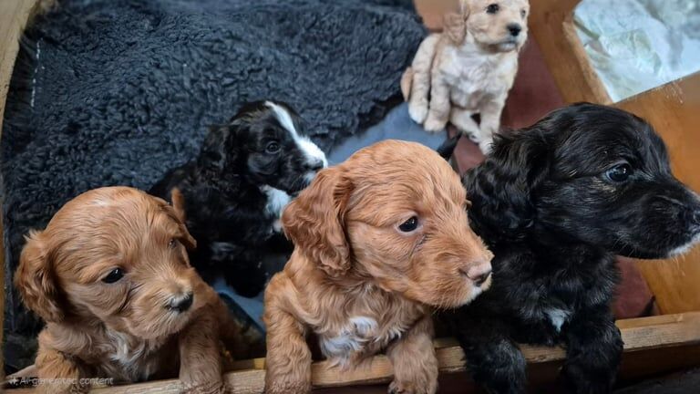 Cockapoo puppies for sale in Elgin, Moray