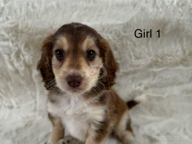 Cockapoo puppies- Ready to leave for sale in Eastleigh, Devon - Image 1