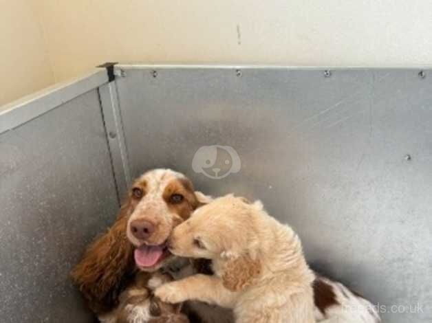 Cockapoo puppies- Ready to leave for sale in Eastleigh, Devon - Image 2