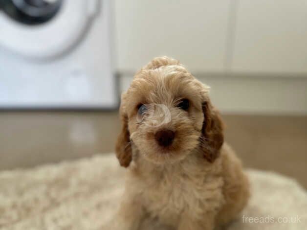 Cockapoo puppies- Ready to leave for sale in Eastleigh, Devon - Image 4