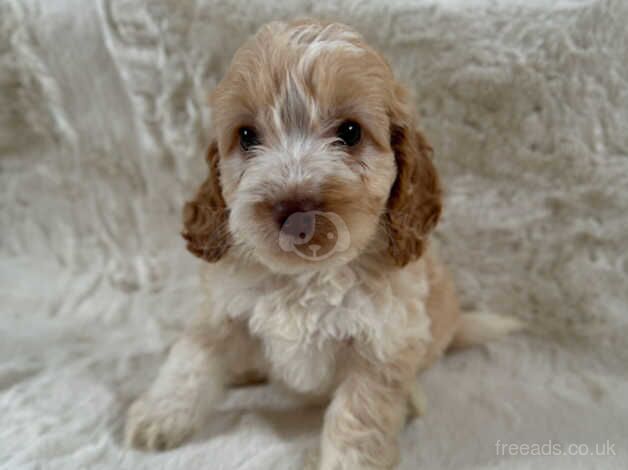 Cockapoo puppies- Ready to leave for sale in Eastleigh, Devon - Image 5