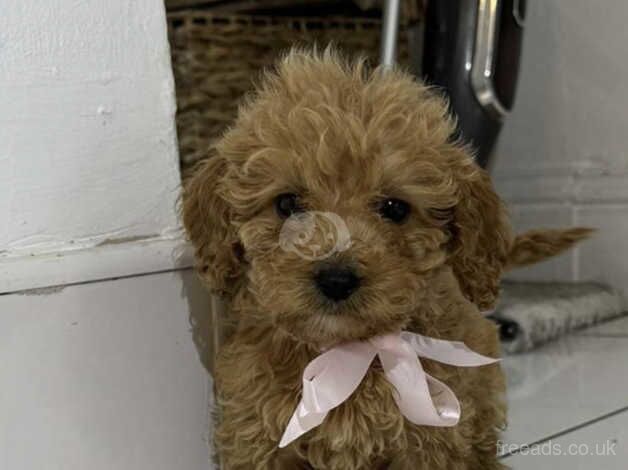 cockapoo puppies for sale in Tyne and Wear - Image 1