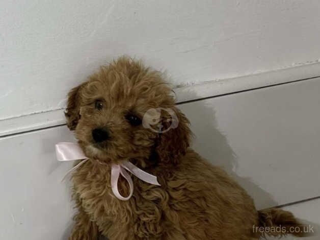 cockapoo puppies for sale in Tyne and Wear - Image 2