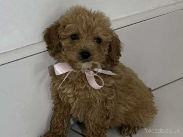 cockapoo puppies for sale in Tyne and Wear - Image 3