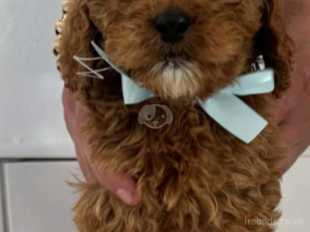 cockapoo puppies for sale in Tyne and Wear - Image 5