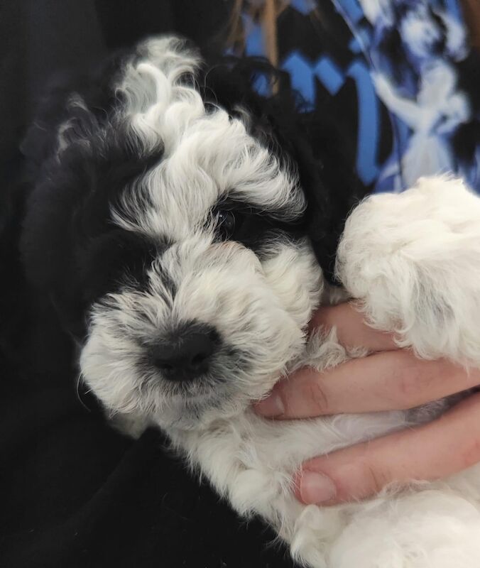 Cockapoo Puppies for sale in Greater London