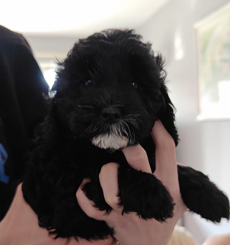 Last Boy Cockapoo Puppy - all sold for sale in Eltham, Greenwich, Greater London - Image 5