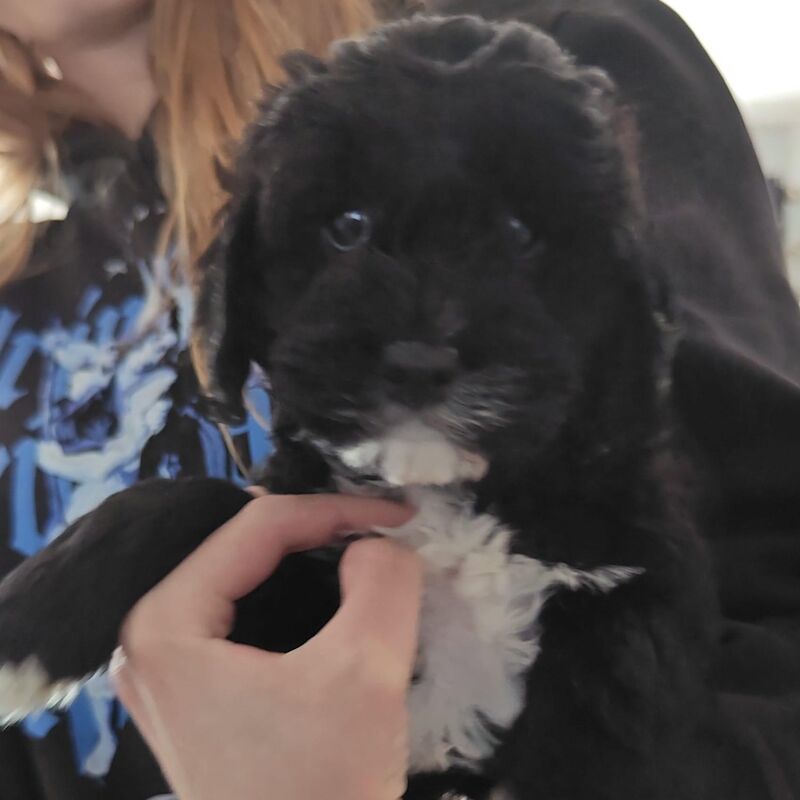 Last Boy Cockapoo Puppy - all sold for sale in Eltham, Greenwich, Greater London - Image 6