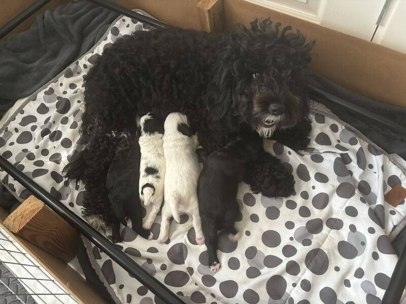 Last Boy Cockapoo Puppy - all sold for sale in Eltham, Greenwich, Greater London - Image 7