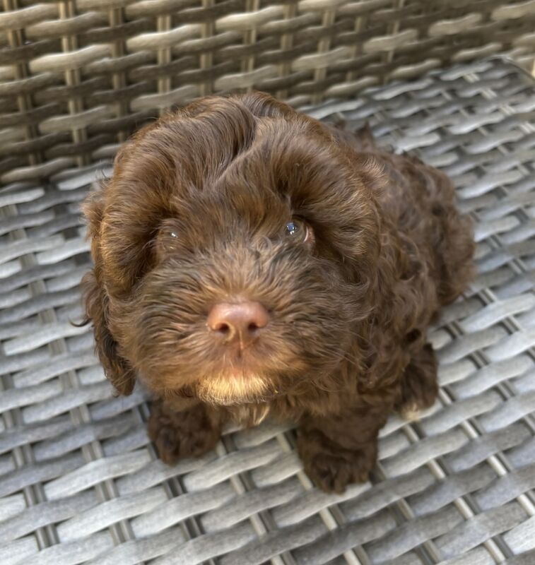 Cockapoo Puppies for sale in Greater London