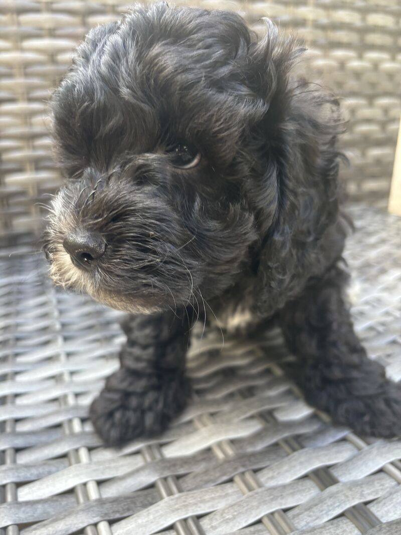 Last boy Cockapoo pup left - ALL SOLD for sale in London, Greater London