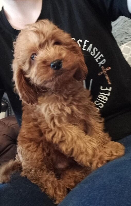 Cockapoo Puppies Red/fudge colour for sale in Fife - Image 1