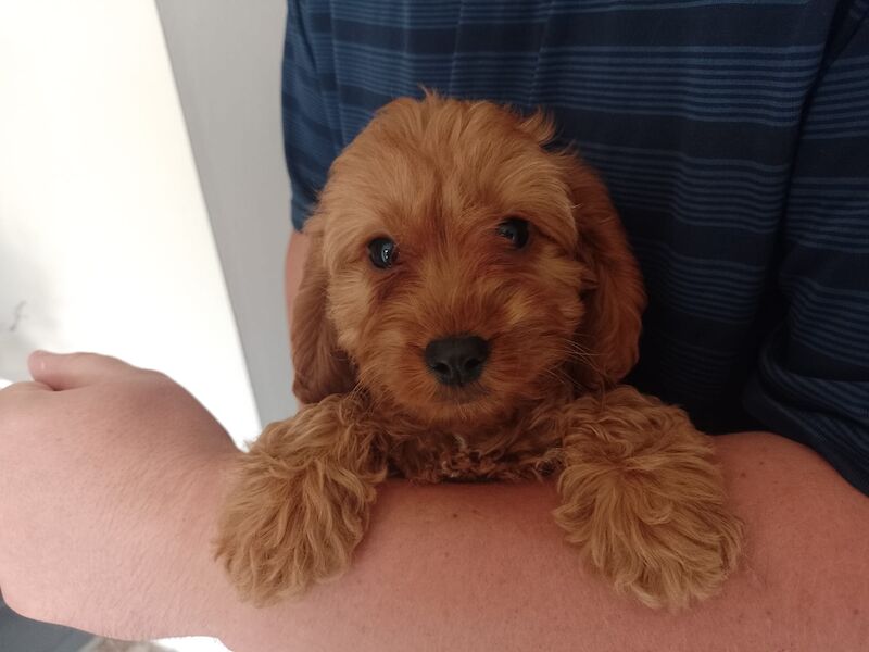 Cockapoo Puppies Red/fudge colour for sale in Fife - Image 2