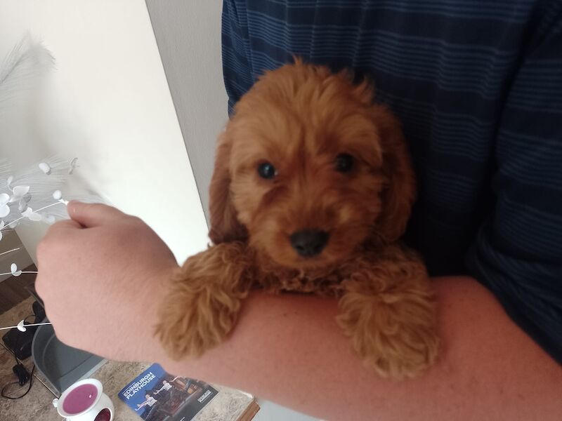 Cockapoo Puppies Red/fudge colour for sale in Fife - Image 3