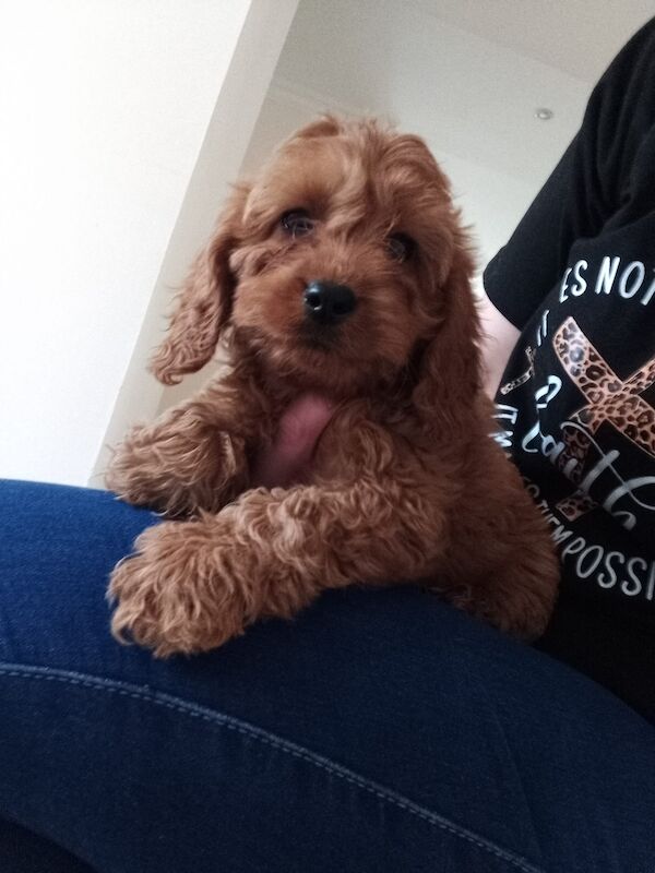 Cockapoo Puppies Red/fudge colour for sale in Fife - Image 4