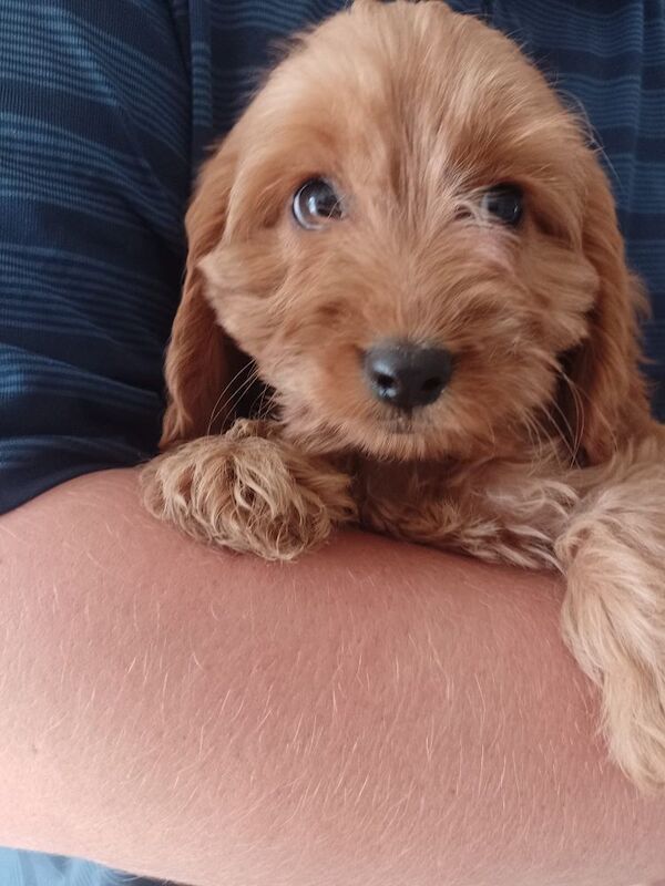 Cockapoo Puppies Red/fudge colour for sale in Fife - Image 5